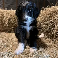 Bay, a female Aussiedoodle for sale in Madisonville, TX – Photo 1 of 3