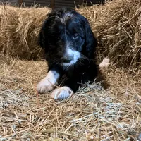 Bay, a female Aussiedoodle for sale in Madisonville, TX – Photo 3 of 3