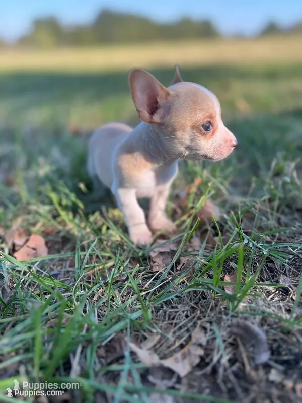 Pearl, a female Chihuahua for sale in Madisonville, TX – 1 of 3