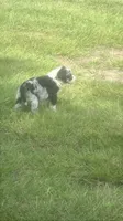 Hootie, a male Aussiedoodle for sale in Madisonville, TX – 3 of 6