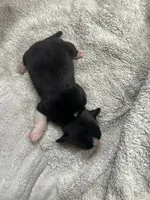 Mojo, a male Chihuahua for sale in Madisonville, TX – Photo 1 of 2