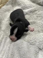 Mojo, a male Chihuahua for sale in Madisonville, TX – Photo 2 of 2