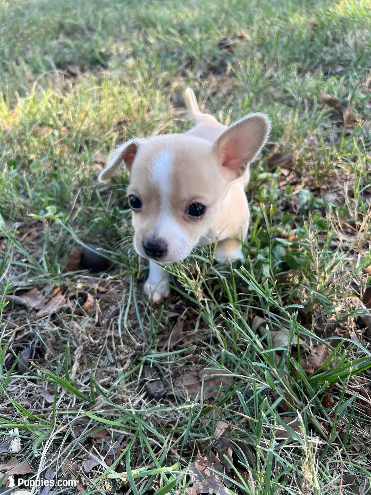 Taki, a male Chihuahua for sale in Madisonville, TX – 1 of 3