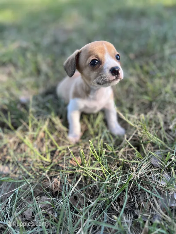 Taquito, a male Chihuahua for sale in Madisonville, TX – 1 of 3