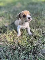 Taquito, a male Chihuahua for sale in Madisonville, TX – 1 of 3
