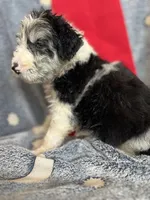 Hank , a male Aussiedoodle for sale in Madisonville, TX – 2 of 4