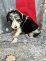 Hank , a male Aussiedoodle for sale in Madisonville, TX – 3 of 4