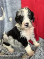 Hootie, a male Aussiedoodle for sale in Madisonville, TX – 2 of 6
