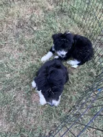 Melvin, a male Aussiedoodle for sale in Madisonville, TX – 4 of 5