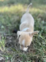 Taki, a male Chihuahua for sale in Madisonville, TX – 2 of 3