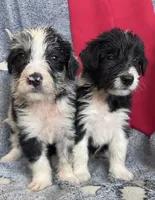 Maverick, a male Aussiedoodle for sale in Madisonville, TX – 2 of 7