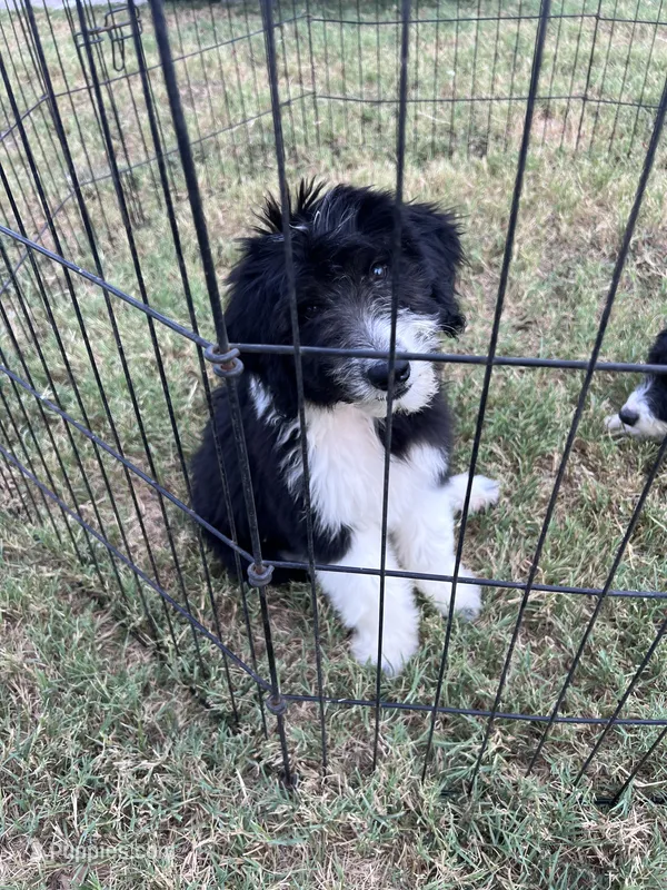Bella – Aussiedoodle puppy for sale in Madisonville, TX
