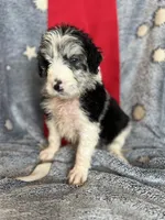 Hank , a male Aussiedoodle for sale in Madisonville, TX – 1 of 4
