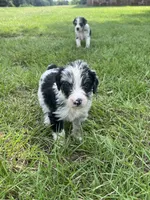 Hootie, a male Aussiedoodle for sale in Madisonville, TX – 4 of 6