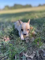 Pearl, a female Chihuahua for sale in Madisonville, TX – 2 of 3