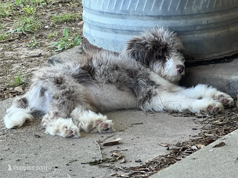 Rocky, a male Aussiedoodle for sale in Madisonville, TX – Photo 1 of 3
