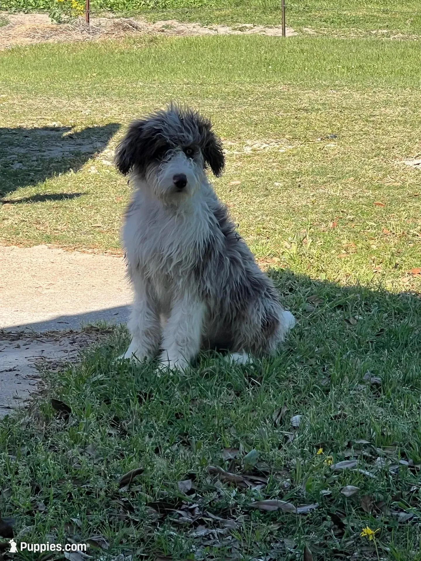 Rocky, a male Aussiedoodle for sale in Madisonville, TX – 4 of 5