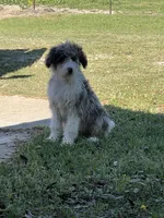 Rocky, a male Aussiedoodle for sale in Madisonville, TX – Photo 2 of 3