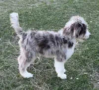 Rocky, a male Aussiedoodle for sale in Madisonville, TX – 2 of 5