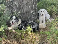 Rocky, a male Aussiedoodle for sale in Madisonville, TX – Photo 3 of 3