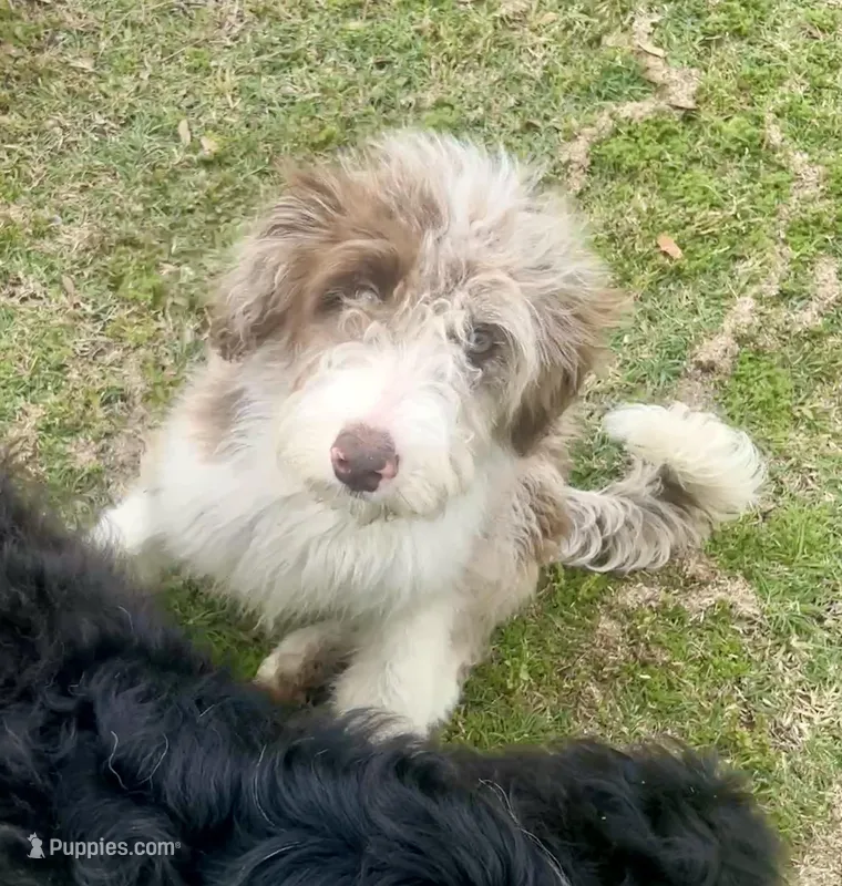 Rocky – Aussiedoodle puppy for sale in Madisonville, TX