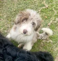 Rocky, a male Aussiedoodle for sale in Madisonville, TX – 1 of 5