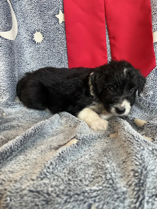 Maverick – Aussiedoodle puppy for sale in Madisonville, TX