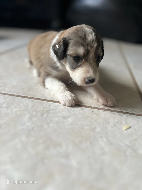 Dollie – Aussiedoodle puppy for sale in Madisonville, TX