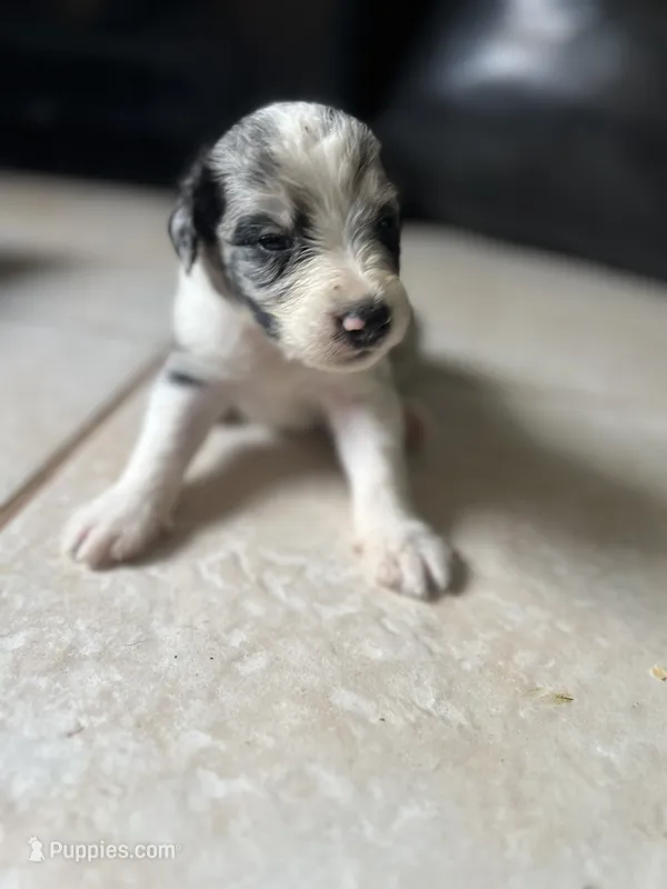 Max – Aussiedoodle puppy for sale in Madisonville, TX