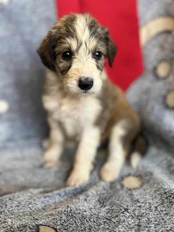 Dollie – Aussiedoodle puppy for sale in Madisonville, TX