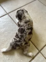 Ray Ray, a female Aussiedoodle for sale in Madisonville, TX – 4 of 4