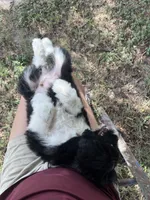 Melvin, a male Aussiedoodle for sale in Madisonville, TX – 2 of 5