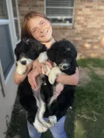 Bella, a female Aussiedoodle for sale in Madisonville, TX – 7 of 7
