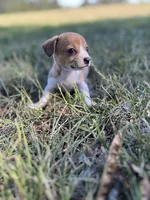 Taquito, a male Chihuahua for sale in Madisonville, TX – 3 of 3