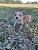Princess, a female Chihuahua for sale in Madisonville, TX – 1 of 4