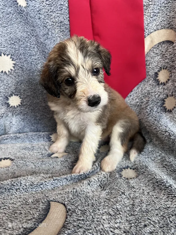 Dollie – Aussiedoodle puppy for sale in Madisonville, TX