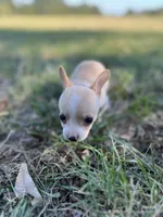 Pearl, a female Chihuahua for sale in Madisonville, TX – 3 of 3