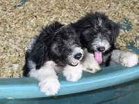 Melvin, a male Aussiedoodle for sale in Madisonville, TX – 3 of 5