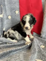Hootie, a male Aussiedoodle for sale in Madisonville, TX – 6 of 6