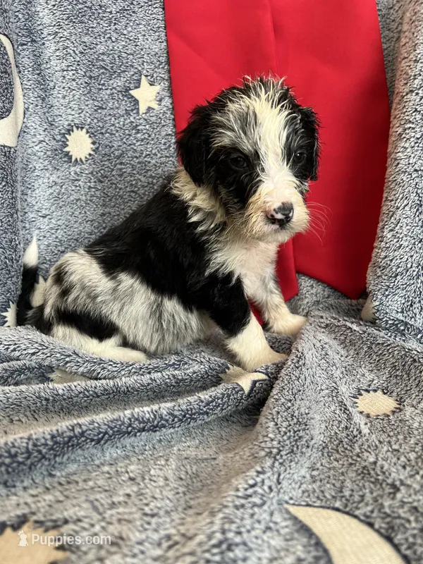 Hootie – Aussiedoodle puppy for sale in Madisonville, TX