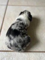 Max, a male Aussiedoodle for sale in Madisonville, TX – 2 of 3