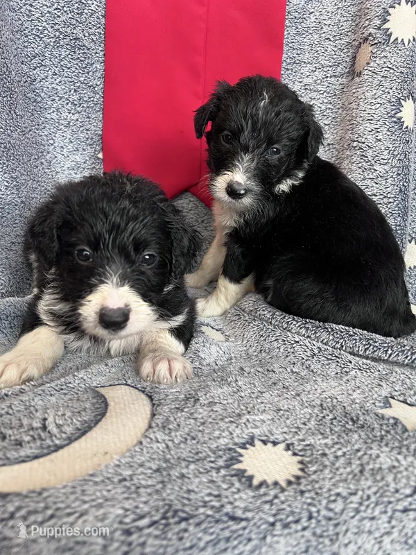 Bella – Aussiedoodle puppy for sale in Madisonville, TX