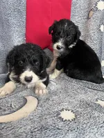 Bella, a female Aussiedoodle for sale in Madisonville, TX – 1 of 5