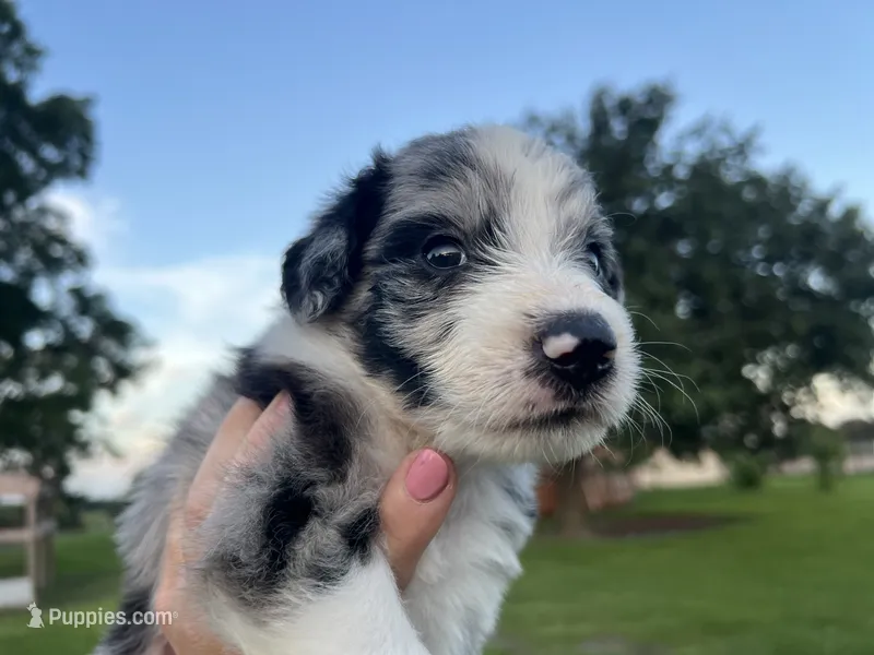 Max – Aussiedoodle puppy for sale in Madisonville, TX
