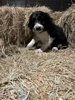 processed/c1a53248-acb4-49be-aa3e-423bbf27568d/listing/add222b7-0350-439a-8a58-3bb4f9086d38/45c497d9-9202-4f46-95bd-52d6f50fc79d