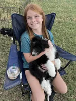 Maverick, a male Aussiedoodle for sale in Madisonville, TX – 9 of 9