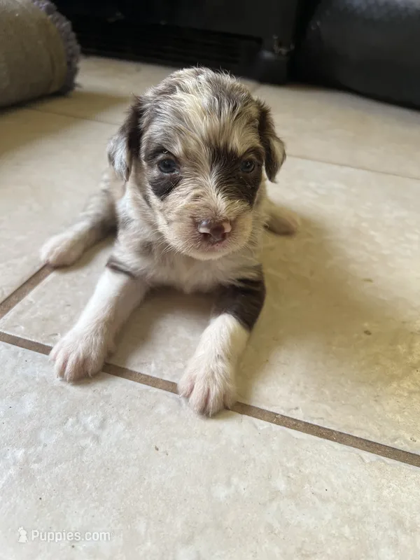 Ray Ray – Aussiedoodle puppy for sale in Madisonville, TX