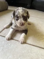 Ray Ray, a female Aussiedoodle for sale in Madisonville, TX – 1 of 4
