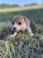 Taquito, a male Chihuahua for sale in Madisonville, TX – 2 of 3