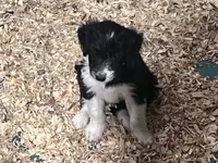 Maverick, a male Aussiedoodle for sale in Madisonville, TX – 3 of 7